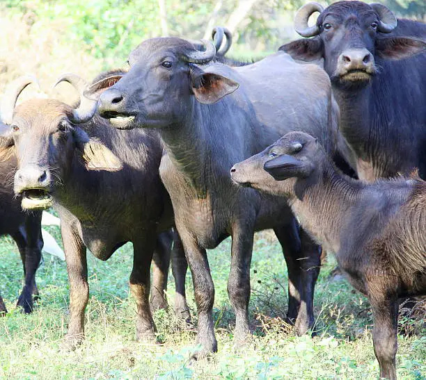 buffalo breeds